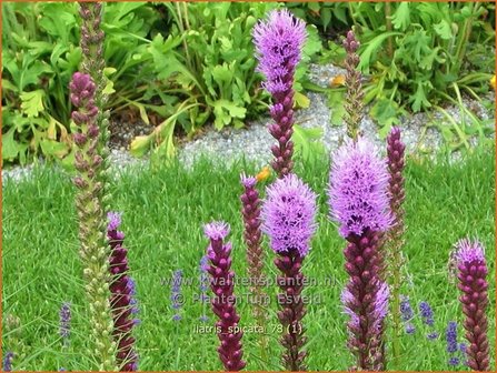 Liatris spicata | Prachtschaarde, Knopige slangenwortel | &Auml;hrige Prachtscharte