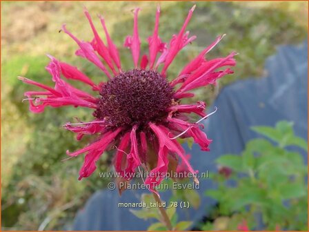 Monarda &#039;Talud&#039; | Bergamotplant, Indianennetel | Indianernessel