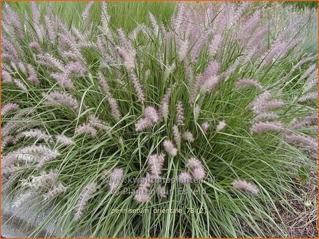 Pennisetum orientale | Lampenpoetsersgras, Borstelveergras | Orientalisches Lampenputzergras