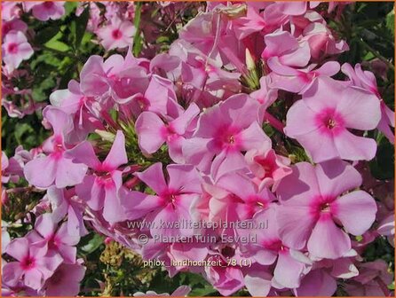 Phlox 'Landhochzeit' | Hoge vlambloem, Vlambloem, Flox, Floks | Hohe Flammenblume