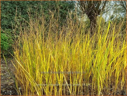 Panicum virgatum 'Buffalo Green' | Vingergras, Parelgierst | Rutenhirse