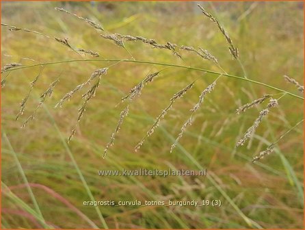 Eragrostis curvula 'Totnes Burgundy' | Liefdesgras | Schwachgekr&uuml;mmtes Liebesgras