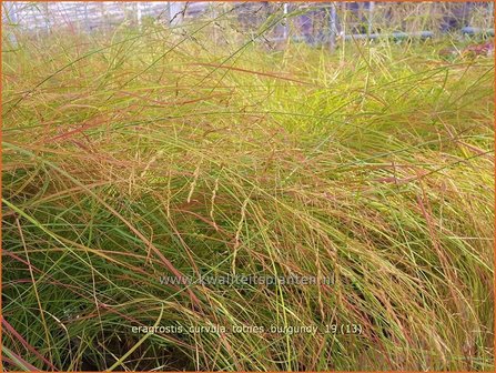 Eragrostis curvula 'Totnes Burgundy' | Liefdesgras | Schwachgekr&uuml;mmtes Liebesgras