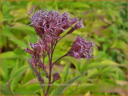 Eupatorium maculatum 'Humble' | Koninginnekruid, Leverkruid | Gefleckter Wasserdost