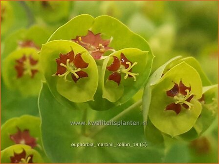 Euphorbia martinii &#039;Kolibri&#039; | Wolfsmelk | Busch-Wolfsmilch