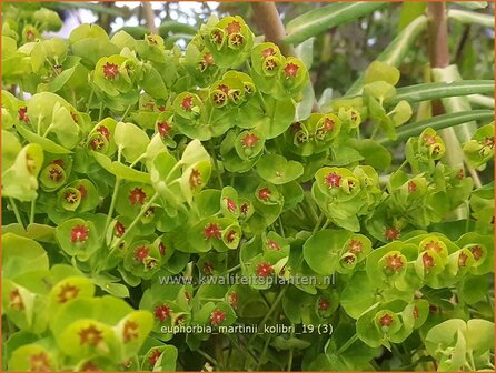 Euphorbia martinii &#039;Kolibri&#039; | Wolfsmelk | Busch-Wolfsmilch