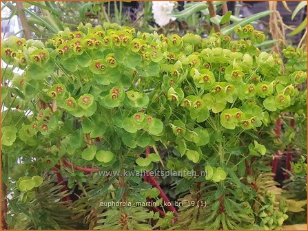 Euphorbia martinii &#039;Kolibri&#039; | Wolfsmelk | Busch-Wolfsmilch