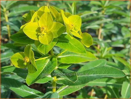 Euphorbia wallichii | Wolfsmelk | Wallichs Spurge