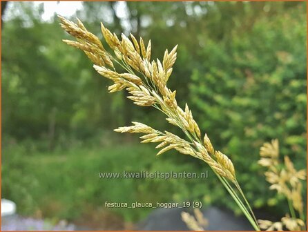 Festuca glauca &#039;Hoggar&#039; | Blauw schapengras, Zwenkgras, Schapengras | Blauschwingel