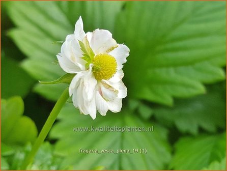 Fragaria vesca &#039;Plena&#039; | Bosaardbei, Aardbei | Walderdbeere