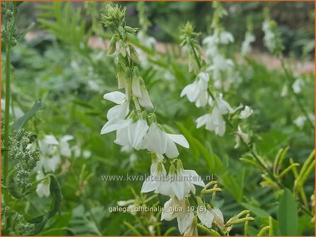 Galega officinalis &#039;Alba&#039; | Geitenruit | Echte Gei&szlig;raute