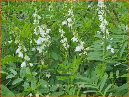 Galega officinalis &#039;Alba&#039; | Geitenruit | Echte Gei&szlig;raute