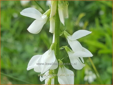 Galega officinalis &#039;Alba&#039; | Geitenruit | Echte Gei&szlig;raute