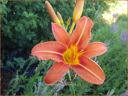 Hemerocallis fulva | Daglelie | Bahnw&auml;rter Taglilie