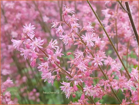 Heucherella &amp;#x0027;Pink Revolution&amp;#x0027; | Purperklokje | Bastardschaumbl&amp;#x00fc;te