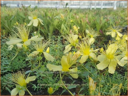 Hypericum olympicum &#039;Citrinum&#039; | Hertshooi | Olymp-Johanniskraut