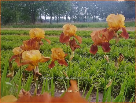 Iris germanica &#039;Glad Rags&#039; | Baardiris, Iris, Lis | Hohe Bart-Schwertlilie