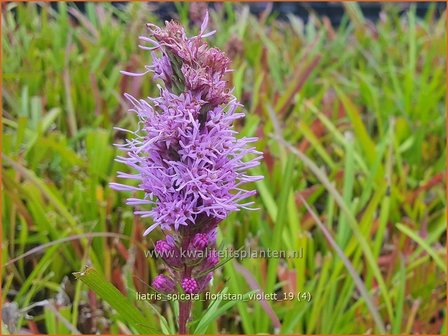 Liatris spicata 'Floristan Violett' | Prachtschaarde, Knopige slangenwortel | &Auml;hrige Prachtscharte