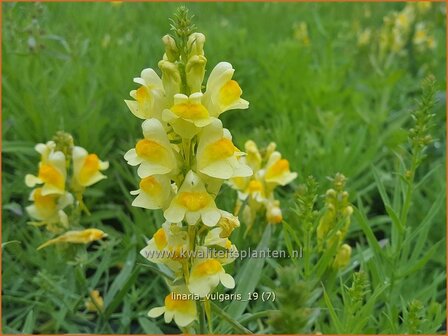 Linaria vulgaris | Vlasbekje, Vlasleeuwenbekje | Gew&amp;#x00f6;hnliches Leinkraut