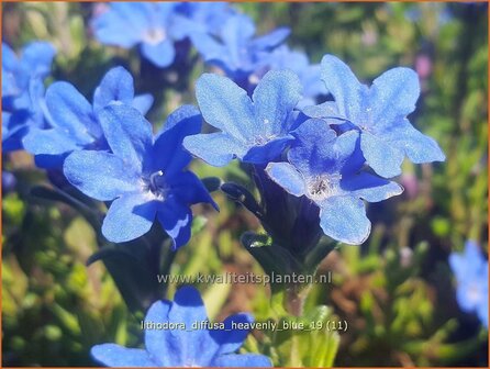Lithodora diffusa 'Heavenly Blue' | Parelzaad, Steenzaad | S&uuml;dlicher Scheinsteinsame