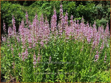 Lythrum salicaria 'JS Pink Tails' | Kattenstaart | Blutweiderich