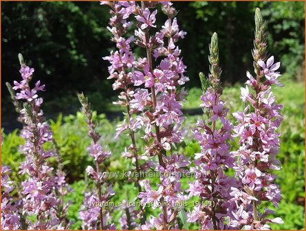 Lythrum salicaria 'JS Pink Tails' | Kattenstaart | Blutweiderich