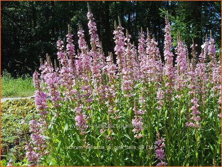 Lythrum salicaria 'JS Pink Tails' | Kattenstaart | Blutweiderich