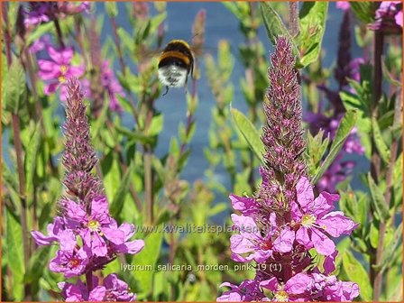 Lythrum salicaria 'Morden Pink' | Kattenstaart | Blutweiderich