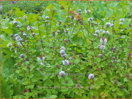 Mentha piperita 'Eau de Cologne' | Pepermunt, Munt | Pfefferminze
