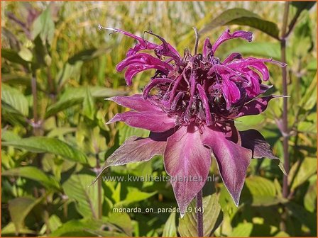 Monarda &#039;On Parade&#039; | Bergamotplant, Indianennetel | Indianernessel