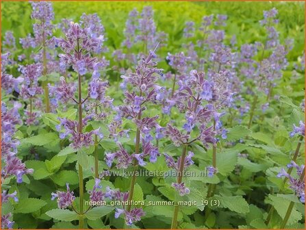 Nepeta grandiflora 'Summer Magic' | Kattenkruid | Gro&szlig;bl&uuml;tige Katzenminze