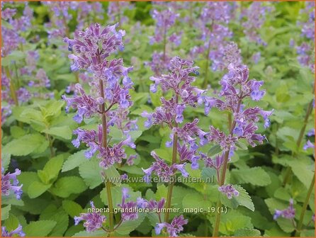 Nepeta grandiflora 'Summer Magic' | Kattenkruid | Gro&szlig;bl&uuml;tige Katzenminze