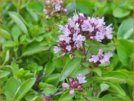 Origanum vulgare &#039;Compactum&#039; | Wilde marjolein, Oregano, Marjolein, Majoraan | Gew&ouml;hnlicher Dost | Wild Oregano