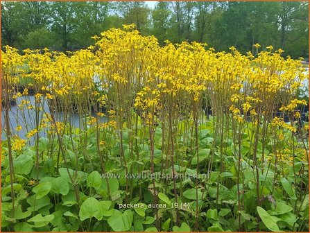 Packera aurea | Goudgeel kruiskruid, Kruiskruid | Goldene Kreuzkraut