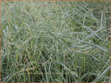 Panicum virgatum &#039;Prairie Sky&#039; | Vingergras, Parelgierst | Rutenhirse