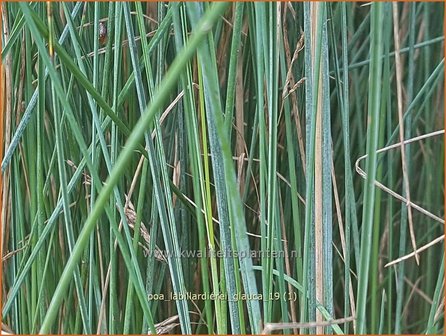 Poa labillardierei &#039;Glauca&#039; | Blauw beemdgras, Beemdgras | Hechtblaues Rispengras