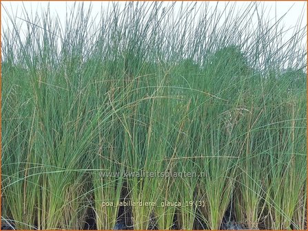 Poa labillardierei &#039;Glauca&#039; | Blauw beemdgras, Beemdgras | Hechtblaues Rispengras