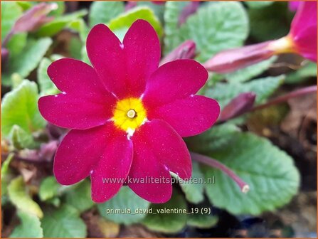 Primula &#039;David Valentine&#039; | Sleutelbloem | Primel