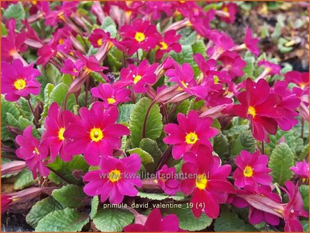 Primula &#039;David Valentine&#039; | Sleutelbloem | Primel