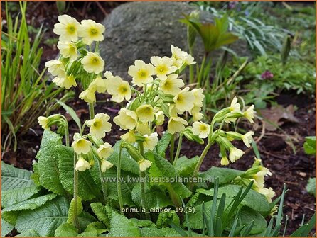 Primula elatior | Slanke sleutelbloem, Sleutelbloem | Waldschl&uuml;sselblume