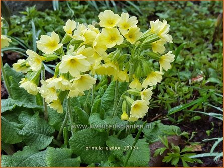 Primula elatior | Slanke sleutelbloem, Sleutelbloem | Waldschl&uuml;sselblume