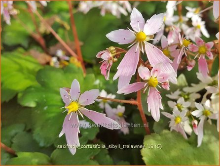Saxifraga cortusifolia &#039;Sibyll Trelawney&#039; | Herfststeenbreek, Steenbreek | Herbst-Steinbrech