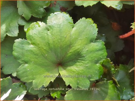 Saxifraga cortusifolia &#039;Sibyll Trelawney&#039; | Herfststeenbreek, Steenbreek | Herbst-Steinbrech