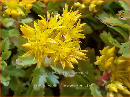 Sedum hybridum &#039;Immergr&uuml;nchen&#039; | Vetkruid | Mongolisches Fettblatt