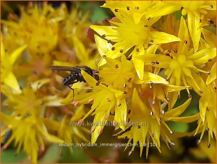 Sedum hybridum &#039;Immergr&uuml;nchen&#039; | Vetkruid | Mongolisches Fettblatt