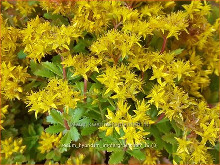 Sedum hybridum &#039;Immergr&uuml;nchen&#039; | Vetkruid | Mongolisches Fettblatt