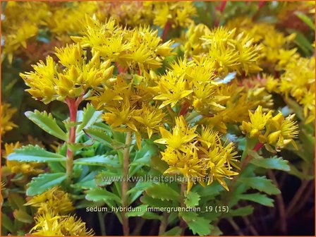 Sedum hybridum &#039;Immergr&uuml;nchen&#039; | Vetkruid | Mongolisches Fettblatt