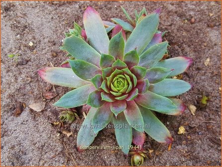 Sempervivum &amp;#39;Lipari&amp;#39;