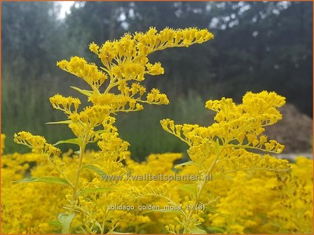Solidago 'Golden Mosa' | Guldenroede | Goldrute