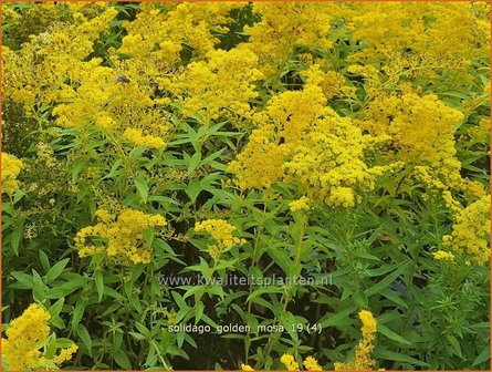 Solidago 'Golden Mosa' | Guldenroede | Goldrute